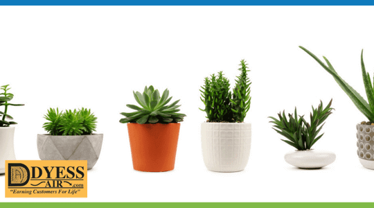 Houseplants work to clean indoor air.