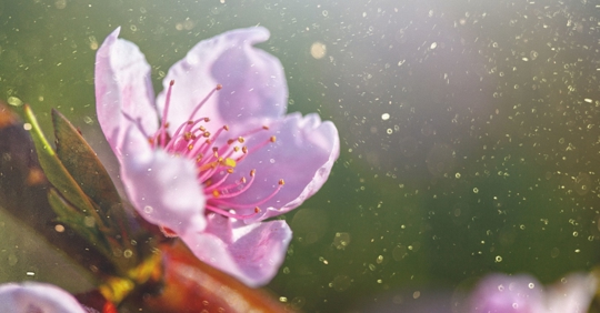 flower shedding pollen