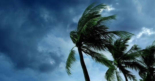 palm trees blowing in a storm